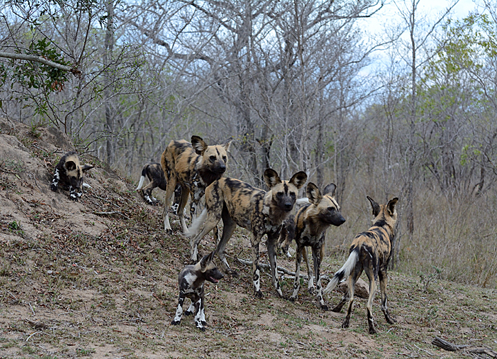 African wild dogs by their den, Sabi Sands