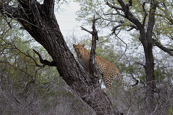 Xikavi up a tree, Sabi Sands