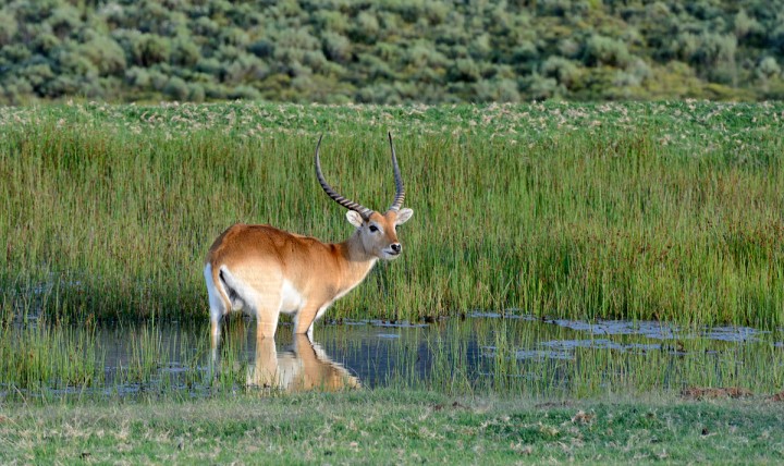 Kafue Lechwe Ram