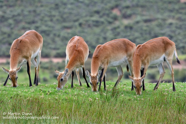 Kafue lechwe Ewes - Swartberg Private Wildlife Reserve