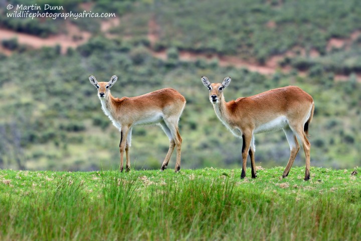 Kafue Lechwe Ewes