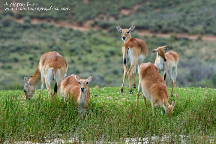 Kafue Lechwe