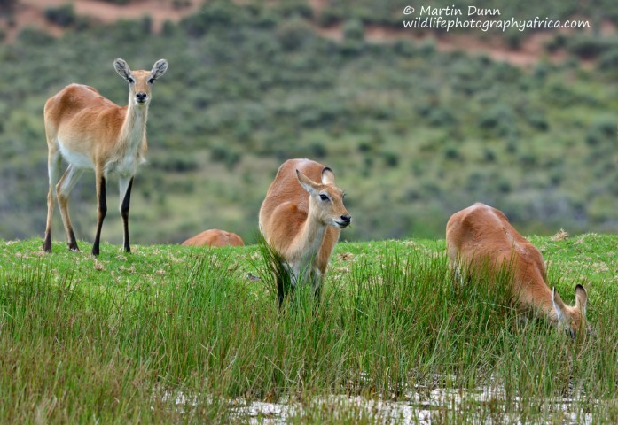 Kafue Lechwe