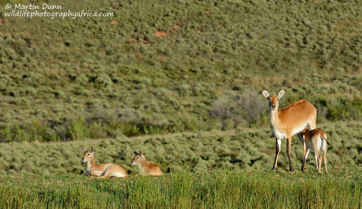 Kafue Lechwe Ewe and lambs