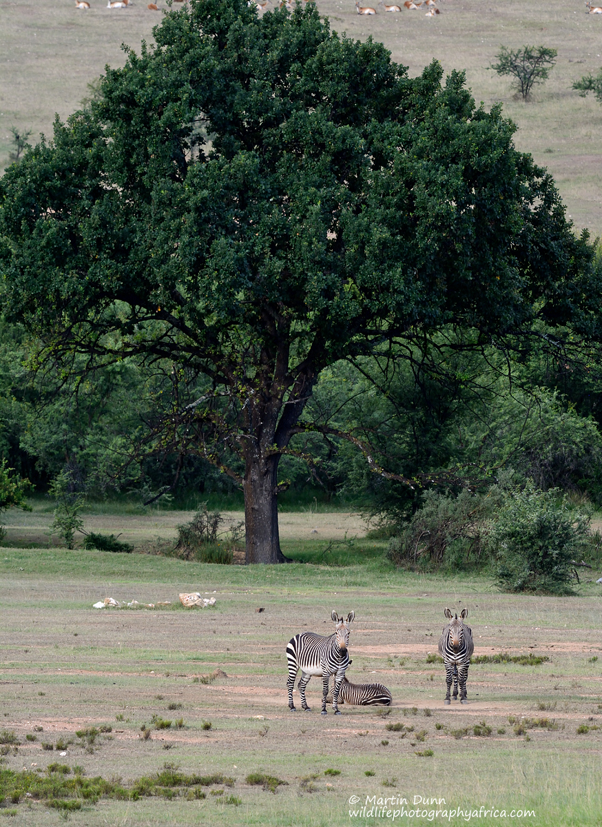 Cape Mountain Zebras