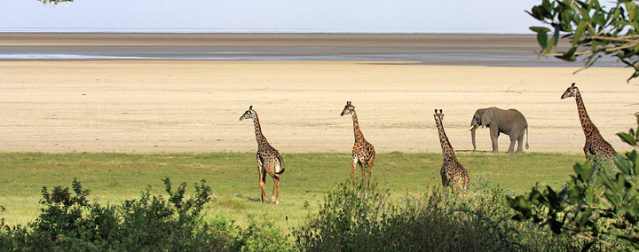 Lakeshore - Lake Manyara