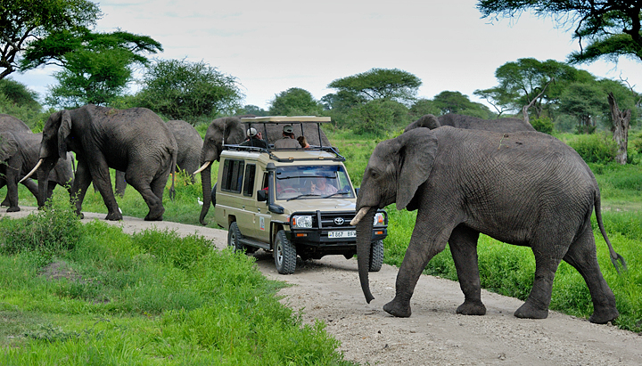 Surrounded! - Tarangire