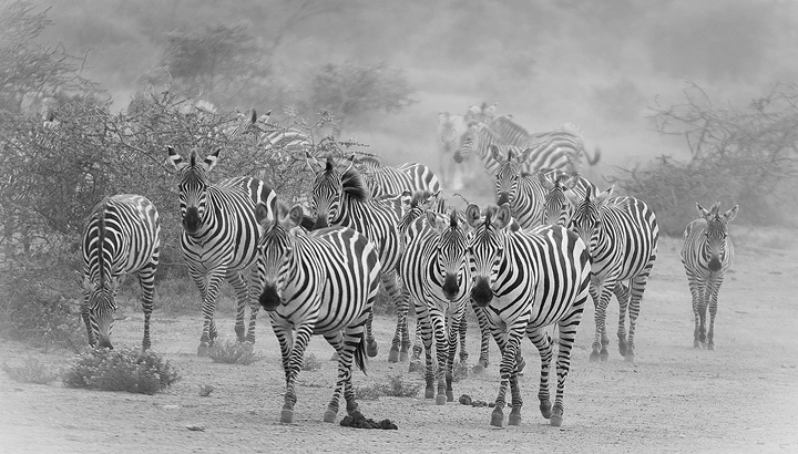 Approaching the waterhole