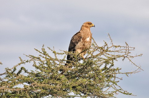 Tawny Eagle