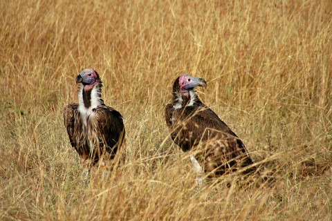 Lappet-Faced Vultures