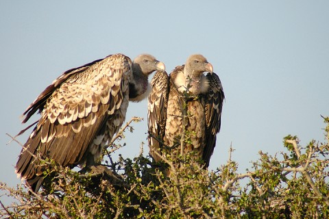 Rueppell's Vulture