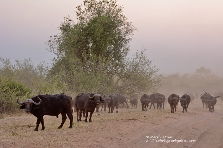 Buffalos everywhere