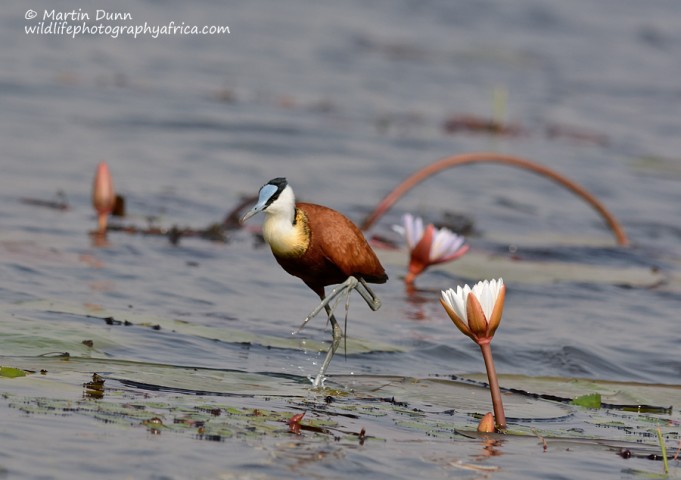 African Jacana (Actophilornis africanus)