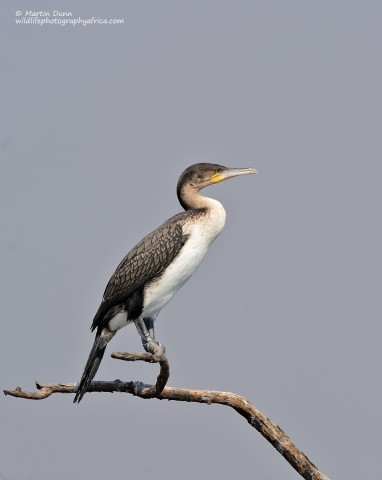 White Breasted Cormorant (Phalacrocorax coronatus)