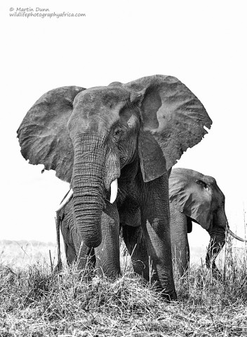 Africa Elephant