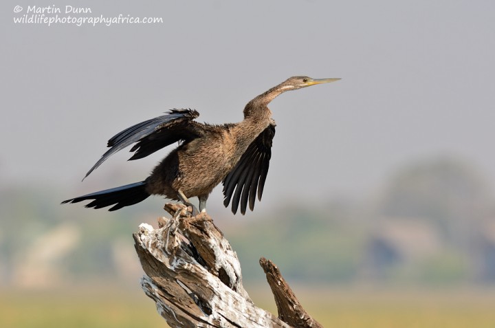 African darter (Anhinga rufa)