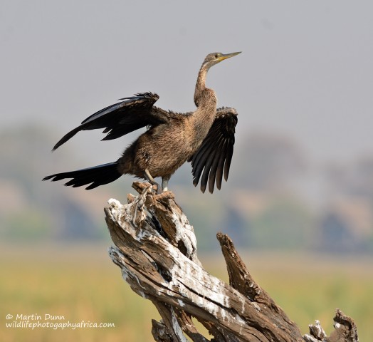 African darter (Anhinga rufa)