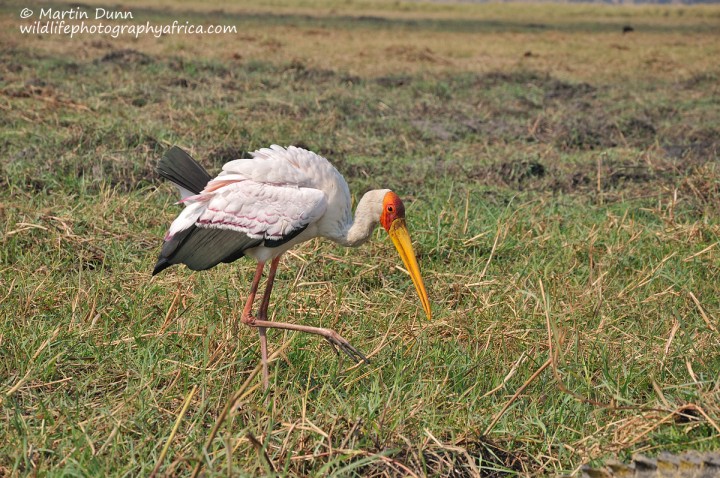 Yellow Billed Stork (Mycteria ibis)