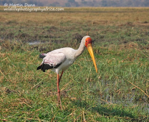 Yellow Billed Stork (Mycteria ibis)