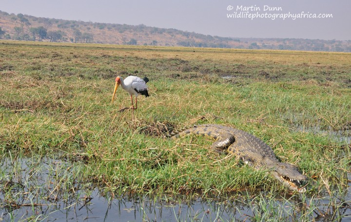 Yellow Billed Stork (Mycteria ibis) and a crocodile