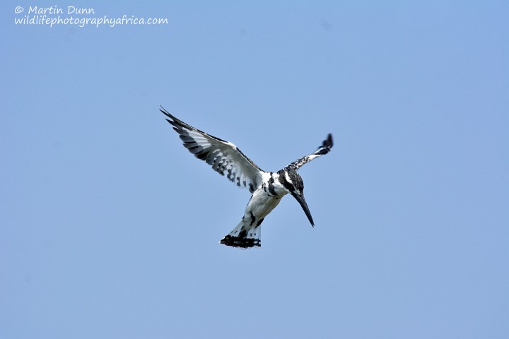 Pied Kingfisher (Ceryle rudis)