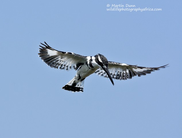 Pied Kingfisher (Ceryle rudis)