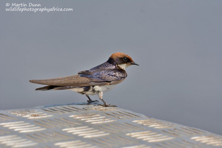 Wire Tailed Swallow (Hirundo smithii)