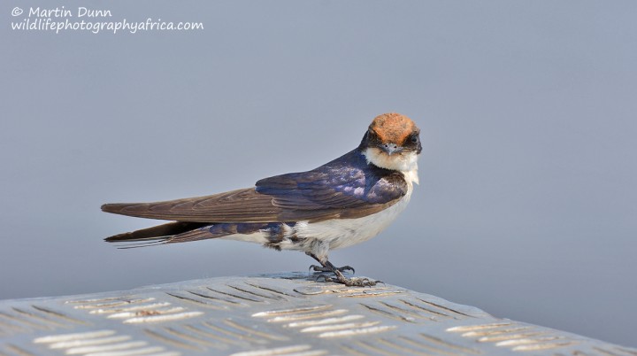 Wire Tailed Swallow (Hirundo smithii)