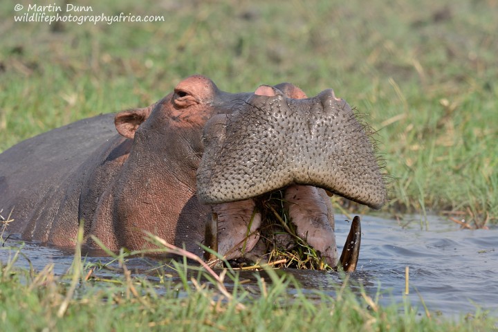 Hungry Hippo