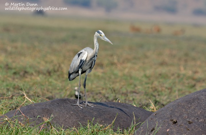 Grey Heron (Ardea cinerea)