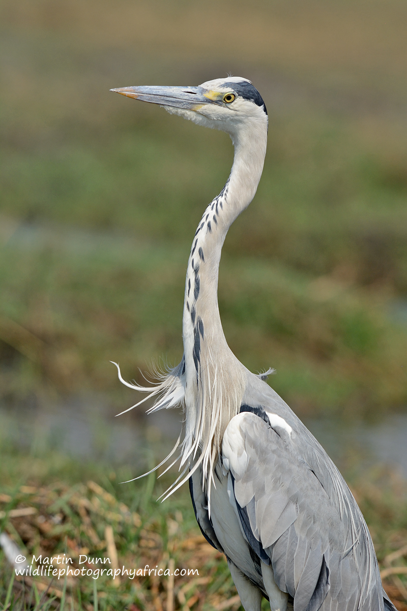 Grey Heron (Ardea cinerea)