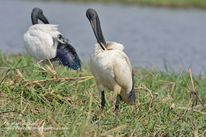 African Sacred Ibis (Threskiornis aethiopicus)