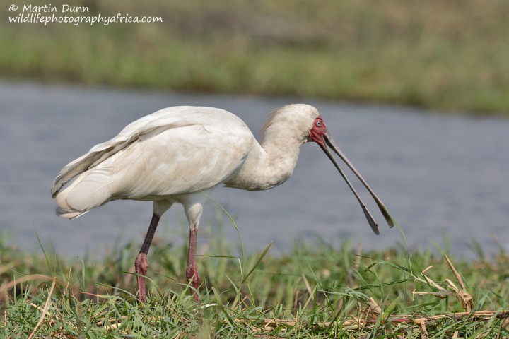 African Spoonbill (Platalea alba)