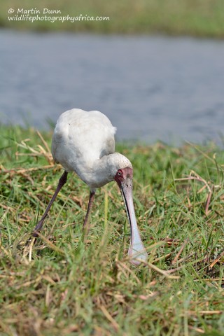 African Spoonbill (Platalea alba)