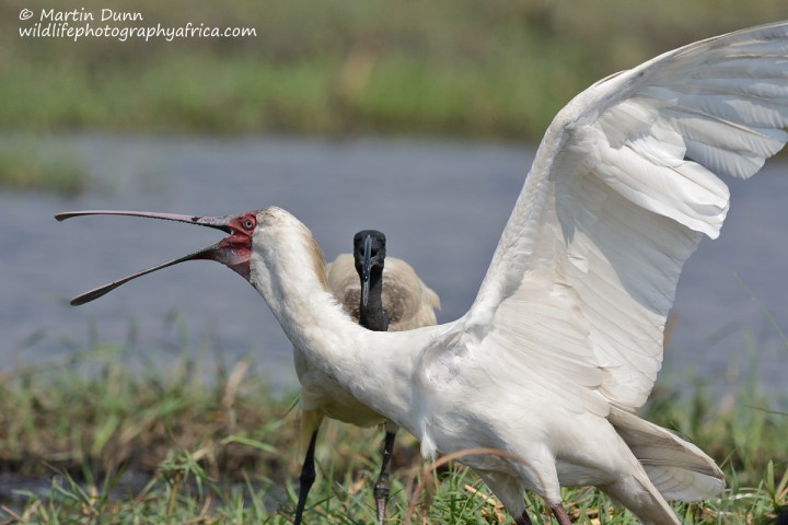 African Spoonbill and African Sacred Ibis - territorial dispute