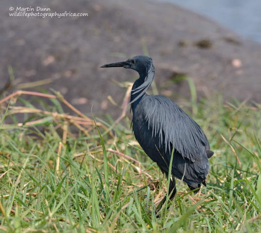 Black Heron (Egretta ardesiaca)