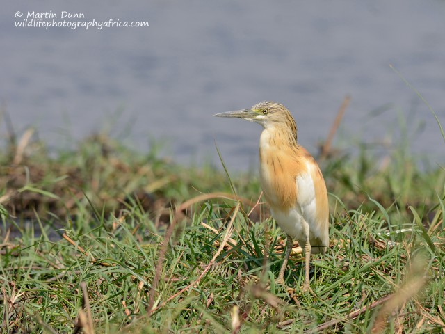 Squacco Heron (Ardeola ralloides)