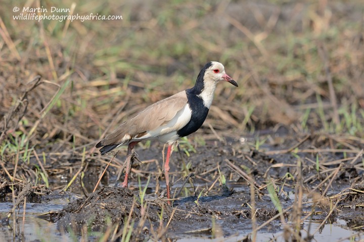 Long Toed Lapwing (Vanellus crassirostris)