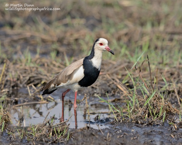 Long Toed Lapwing (Vanellus crassirostris)