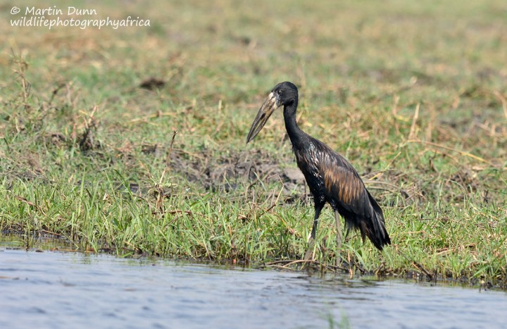 Open Billed Stork or African Openbill (Anastomus lamelligerus)