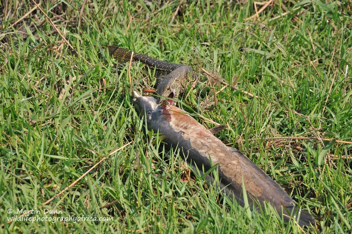 Water Monitor with catfish