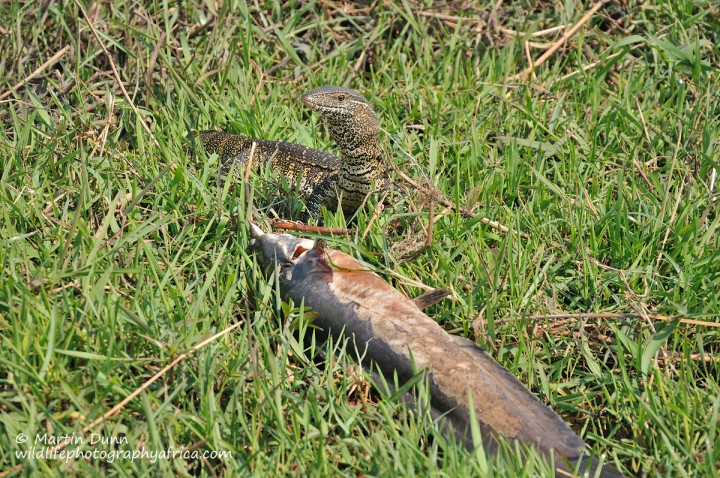 Water Monitor with catfish