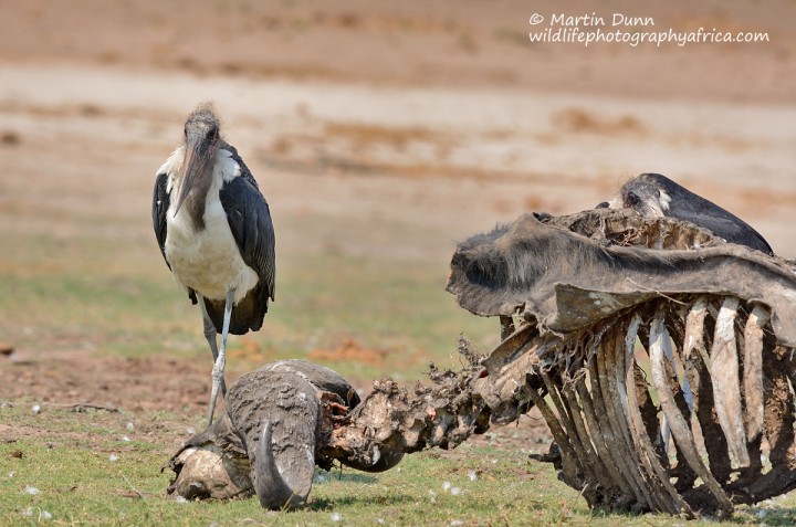 Marabou Stork (Leptoptilos crumeniferus)