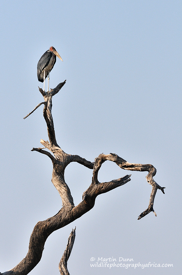 Marabou Stork (Leptoptilos crumeniferus)