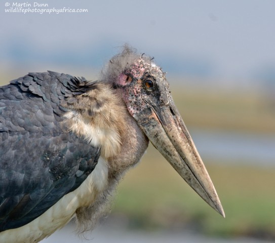 Marabou Stork (Leptoptilos crumeniferus)