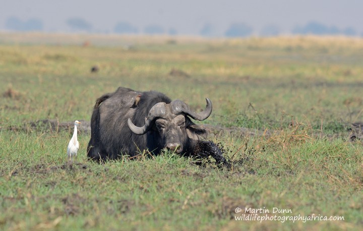 Cape Buffalo