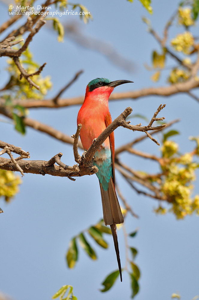 Southern Carmine Bee Eater - (Merops nubicoides)