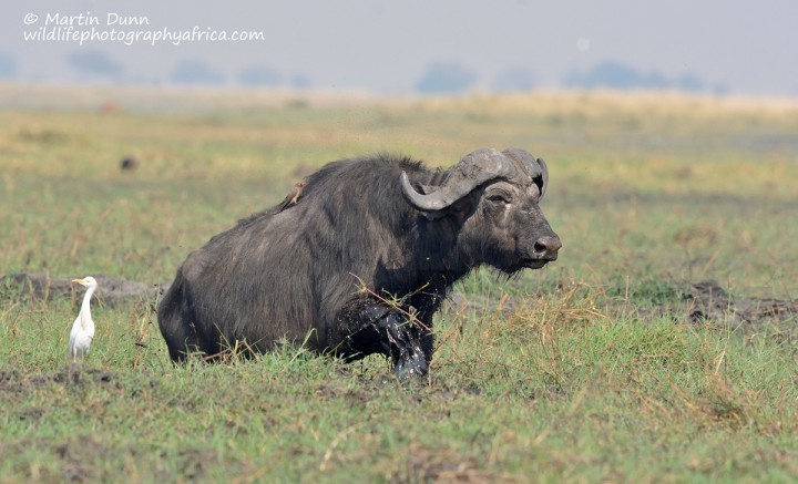 Cape Buffalo