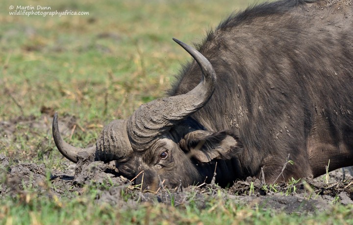 Cape Buffalo