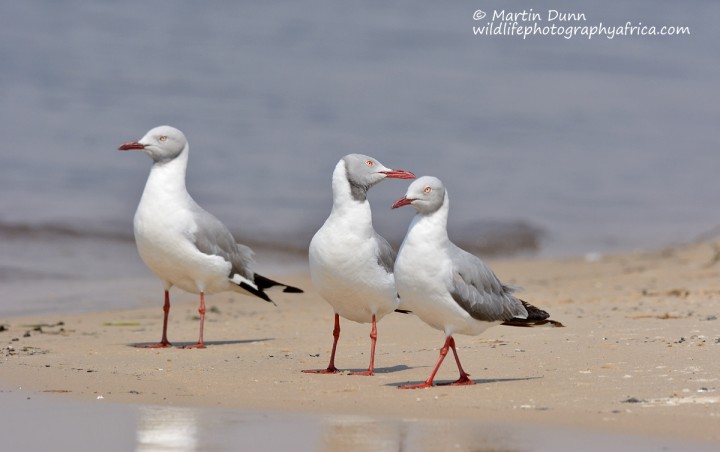 Grey Headed Gulls (Larus cirrocephalus)